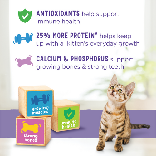 Purina Kitten Chow Kitten Food Healthy Development with Real Chicken Dry Kitten Food