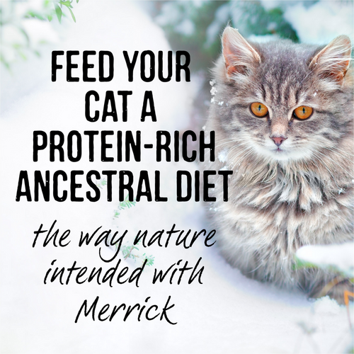 Merrick Backcountry Grain Free Gluten Free Premium High Protein Wet Cat Food, Turkey Recipe Cuts With Gravy