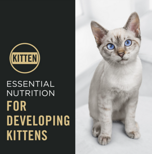 ProPlan Complete Essentials Chicken and Rice Kitten Food