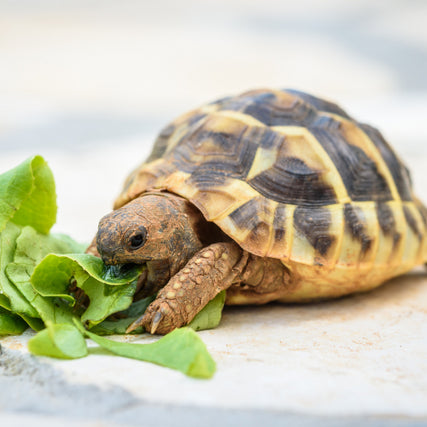 Reptile Food & SuppliesA close-up of a pet turtle eating lettuce.