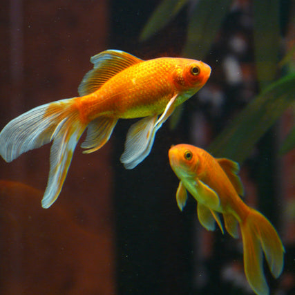 Fish Food & SuppliesGold fish swimming in a tank.