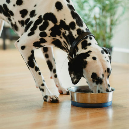 Dog Food & SuppliesA Dalmatian eating out of a food bowl.