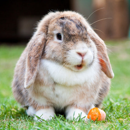 Small Animal Food & SuppliesA pet rabbit outdoors next to a half eaten carrot.