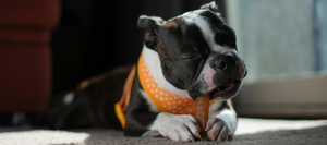 A close-up of a dog laying on the floor chewing a toy.